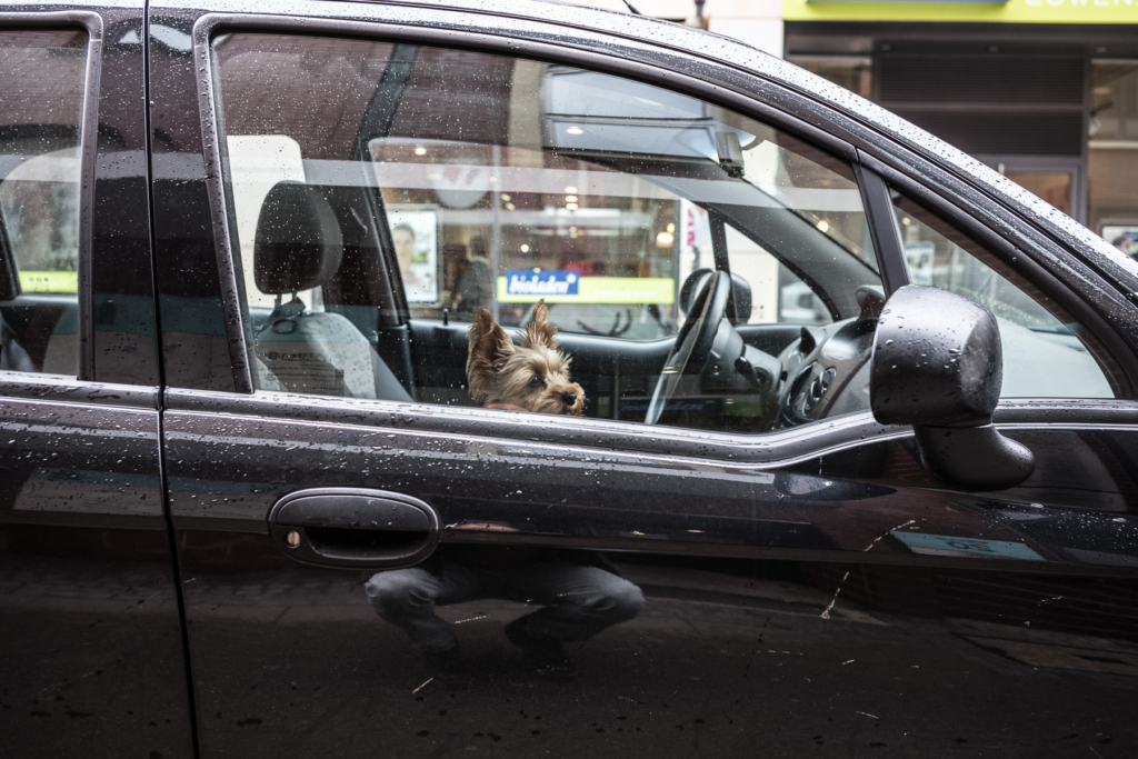 Kleiner Hund auf Fahrersitz eines geparkten Autos mit regennassem Fenster auf Geschäftsstraße.