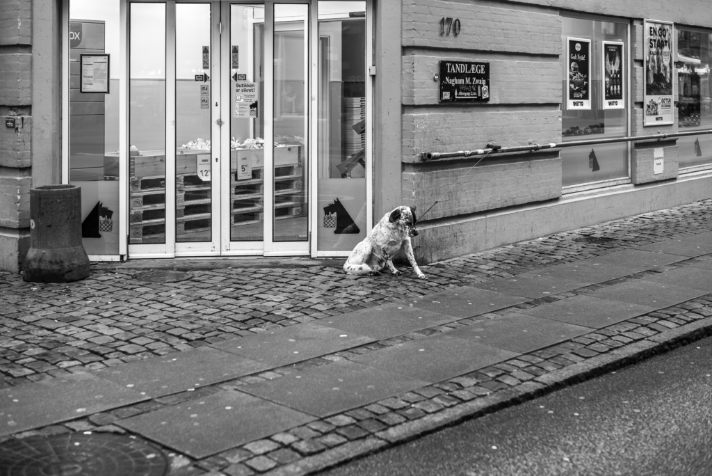 Ein angeleinter Hund sitzt bei nassem Wetter vor Glastüren eines Geschäfts auf dem Gehweg.