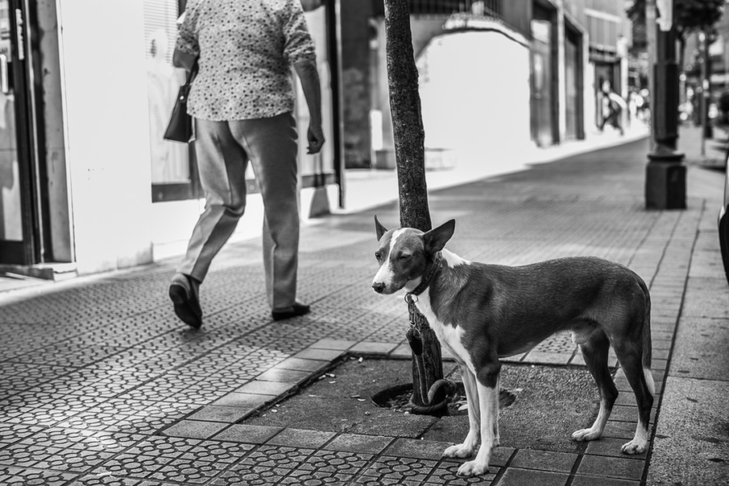 Hund an Baum auf Gehweg angeleint, Person im Hintergrund, schwarz-weißes Bild.